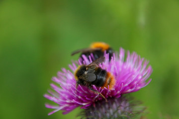 Bee on flower