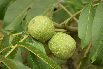 Walnut tree, green walnuts, macro