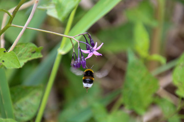 Busy bee