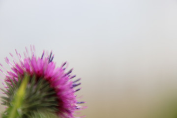 Purple flower