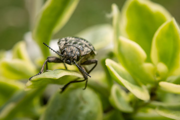 Adult insect, leaf beetle. Beetles feed on buds, shoots, leaves, and fruits.