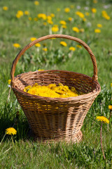 Old fashioned wicker basket with harvested Dandelion flower - Taraxacum officinale - heads for homemade wine making in a field.