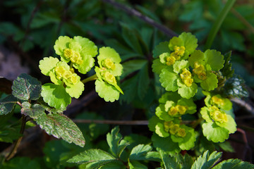 European wild ginger (Asarum europaeum L.) with flowers, selective focus. Forest plant European wild ginger (Asarum europaeum L.) in spring during flowering