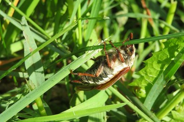 Cockchafer beetle on grass in the garden, closeup
