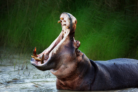 Angry hippopotamus displaying dominance in the water with a wide open mouth. Hippopotamus amphibius