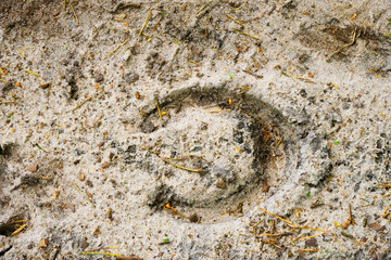  Horseshoe impression on the sand on the way after the rain.