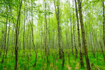 A postcard with a birch forest of spring day in Ukraine. Ukrainian nature.