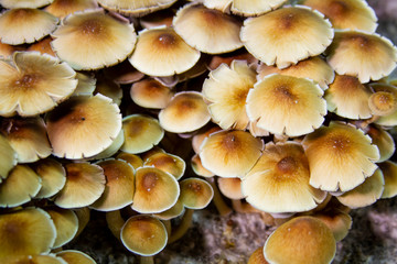 Golden Teacher Psilocybe Cubensis Magic Mushrooms 