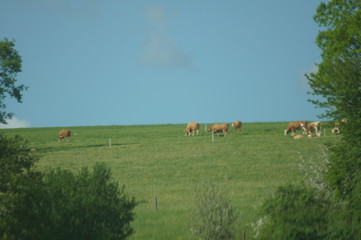 grazing