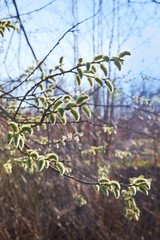 Closeup of a flowering twig of willow. Willow Branch with Catkins. Pussy Willow