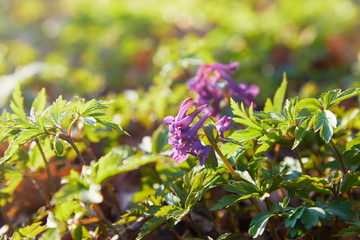 Hollowroot, Corydalis cava. Corydalis cava, violet spring flowers of corydalis, macro, close-up. Purple corydalis flowers in forest on early spring 
