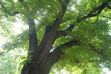 old tree in Europe