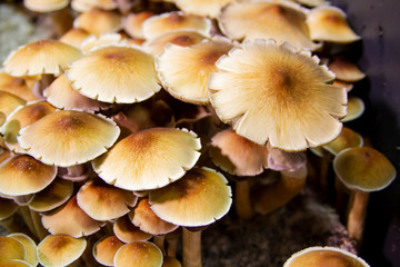 Golden Teacher Psilocybe Cubensis Magic Mushrooms 