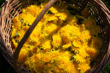 Top view of an old fashioned wicker basket with harvested Dandelion flower - Taraxacum officinale - heads for making homemade wine.