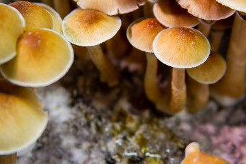 Golden Teacher Psilocybe Cubensis Magic Mushrooms 