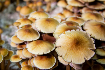 Golden Teacher Psilocybe Cubensis Magic Mushrooms 