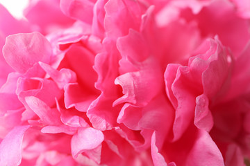 Beautiful pink peony flower as background, closeup