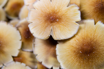 Golden Teacher Psilocybe Cubensis Magic Mushrooms 