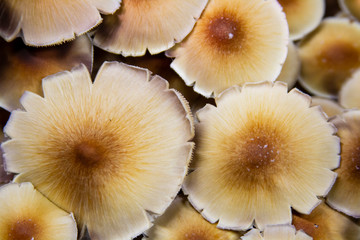 Golden Teacher Psilocybe Cubensis Magic Mushrooms 