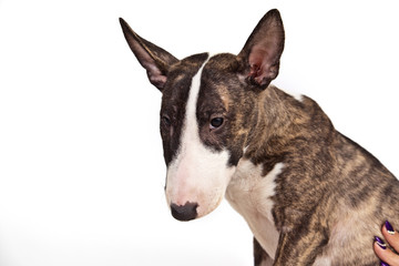 Dog breed mini bull terrier portrait on a white background