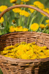 An old fashioned wicker basket with harvested Dandelion flower - Taraxacum officinale - heads for making homemade wine.