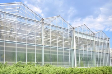 Fototapeta na wymiar Greenhouse from glass with green organic plants on the summer background. Industrial green house for cultivating ecological vegetables. Cultivate agricultural plant. Glasshouse for growing veggies 
