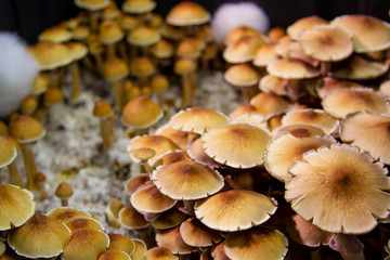 Golden Teacher Psilocybe Cubensis Magic Mushrooms 