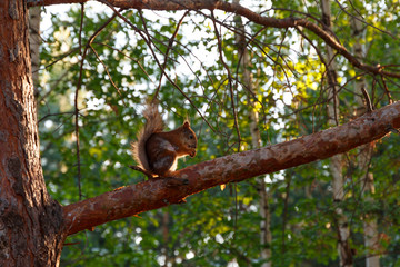A wild squirrel sits on a pine branch and eats nuts. Natural background. Copy space. Squirrel in nature. Cute squirrel on tree branch. Squirrel portr