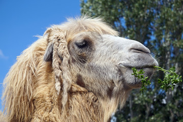 Camel face - portrait, close-up photograph