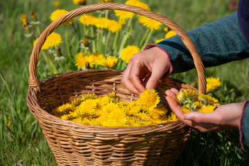 Female hands harvesting Dandelion flower - Taraxacum officinale - heads into a wicker basket for homemade wine.