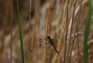 Dragonfly on a brown background among the reeds