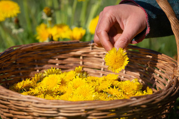 Female hands harvesting Dandelion flower - Taraxacum officinale - heads into a wicker basket for...