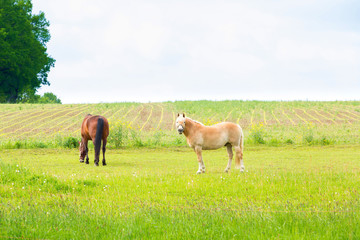 Naklejka na ściany i meble Horses in the Landscape of a Farm