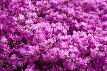 Active flowering of rhododendron in early spring