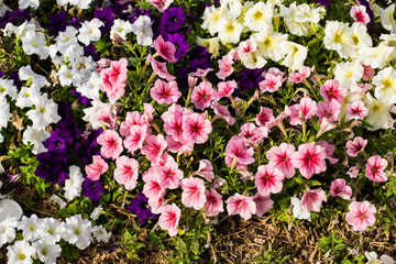 spring garden blossom nature background of colorful rose white and pink flowers