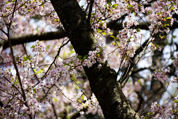 Blooming cherry in High Park