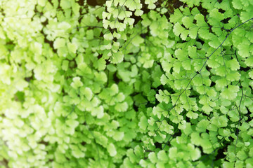 Lush Maidenhair Ferns as Natural Green Texture Background