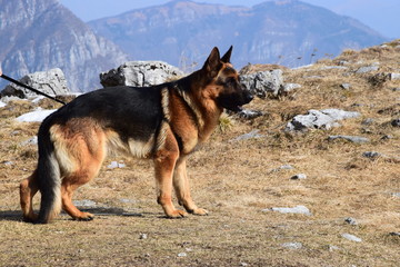 Cane Pastore Tedesco