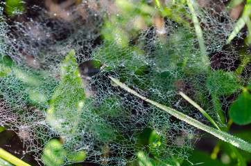 Dew on spider webs in grass