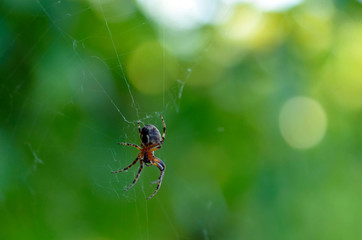 The spider on the web.