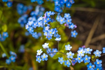 Many colors of blue shade grow in a beautiful summer garden. Flowers are drawn to the warm summer sun from which they are very beautiful.