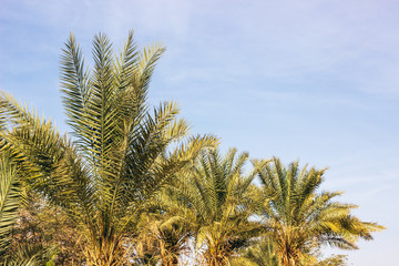 Fototapeta premium palm leaves and branches on empty soft blue sky background