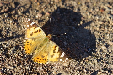 Orange butterfly sit on the road casting the shadow of the wings