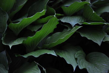 green background colorful background