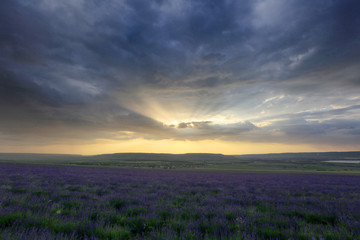 Obraz premium Beautiful heavenly landscape over a field of lavender flowers at sunset in Crimea