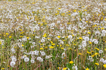 A field of Dandelion - Taraxacum officinale -  flowers and seedheads in spring.