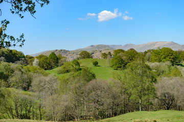 Fototapeta na wymiar A rural scene with grass, trees, mountains in the distance, and blue sky with a white cloud. It was taken near Ambleside, in the English Lake District.