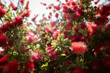 red flowers in the garden