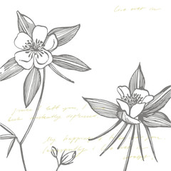 Double Columbine flowers. Collection of hand drawn flowers and plants. Botany. Set. Vintage flowers. Black and white illustration in the style of engravings.