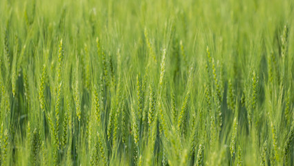Shoots of green wheat, background from ears